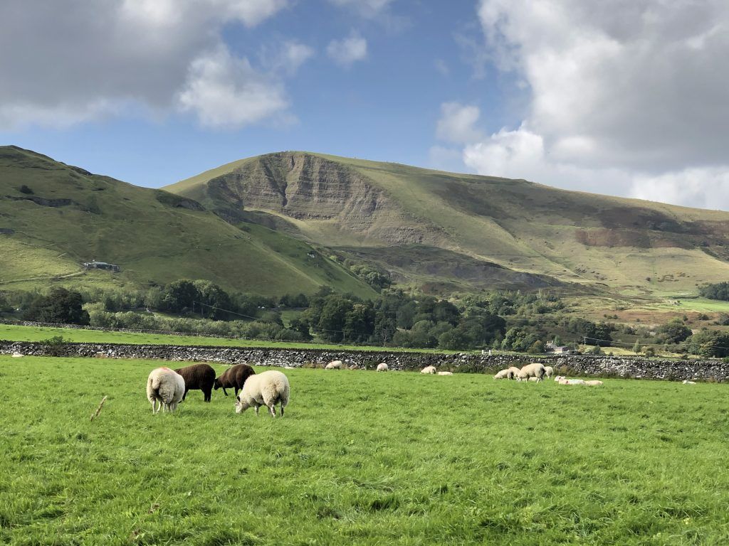 Sheep Gazing in a birght green field with rolling hills and blue sky in background.